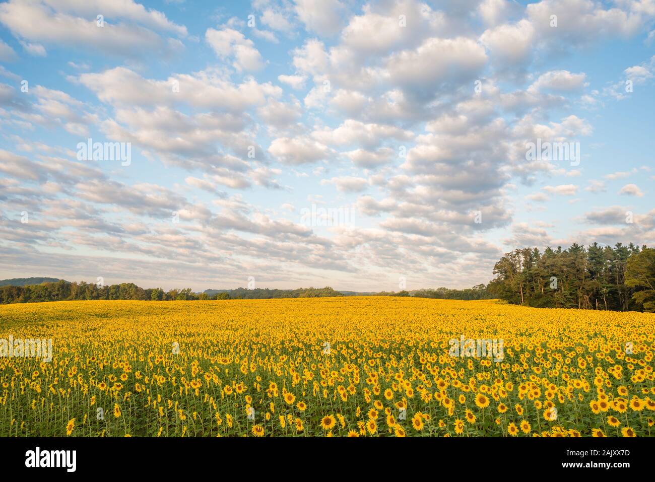 Sunflower field in full bloom on a blue sky morning. Harford County