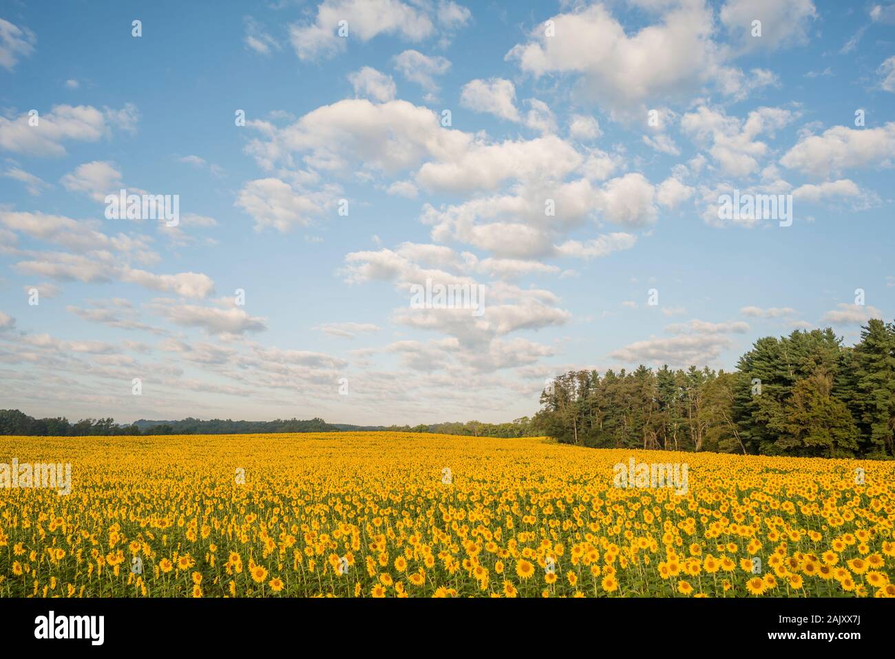 Sunflower field in full bloom on a blue sky morning. Harford County