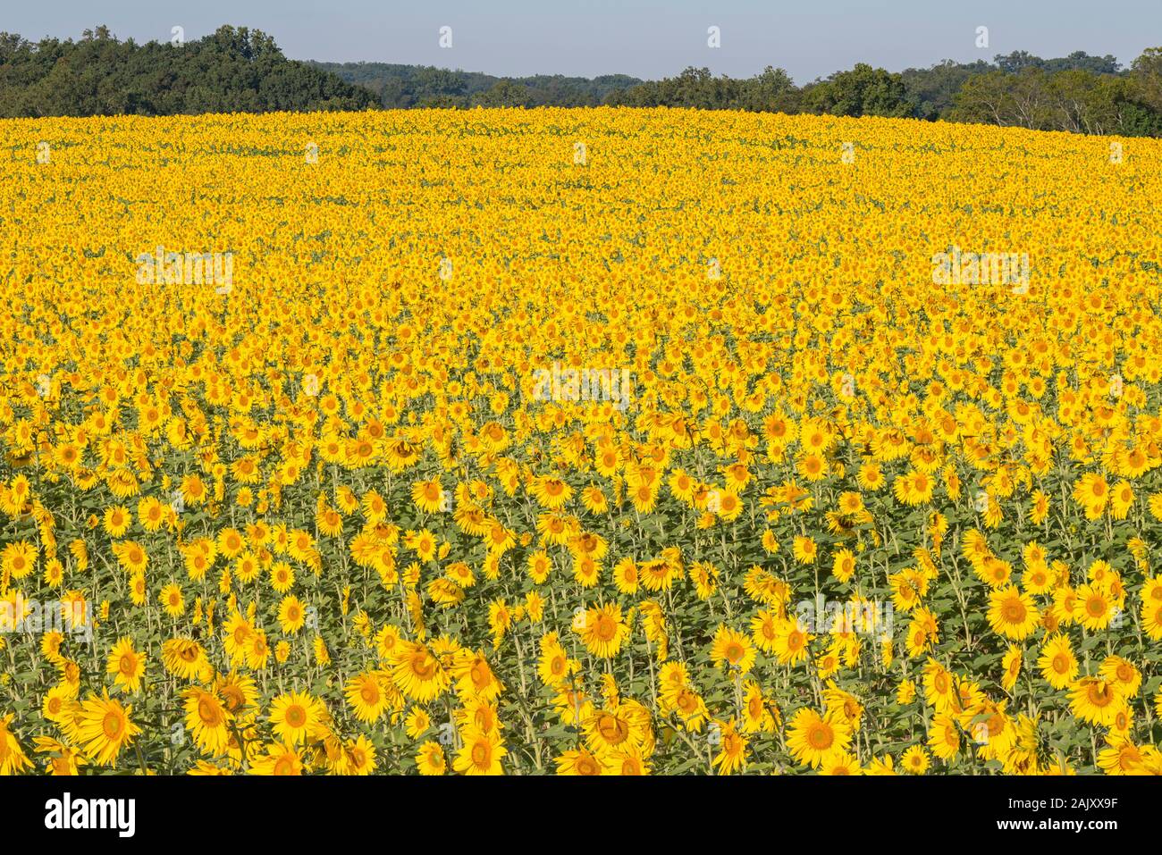 Sunflower field in full bloom. Harford County, Maryland Stock Photo Alamy