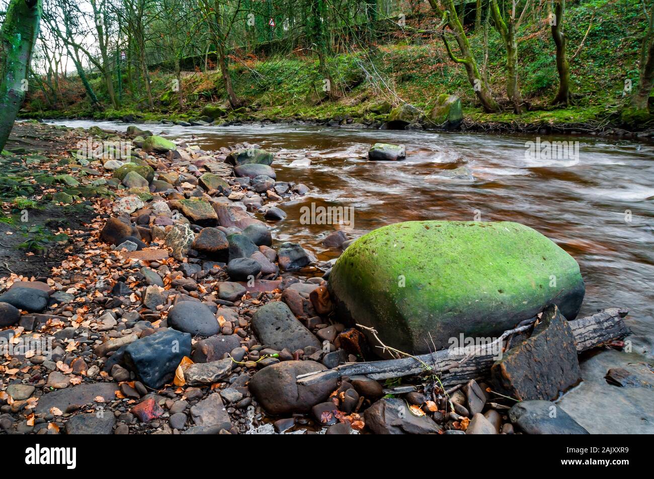 Large gritstone boulder sat in the edge of a fast River Don, flowing through ancient woodland, with cobbles and pebbles strewn around. Stock Photo