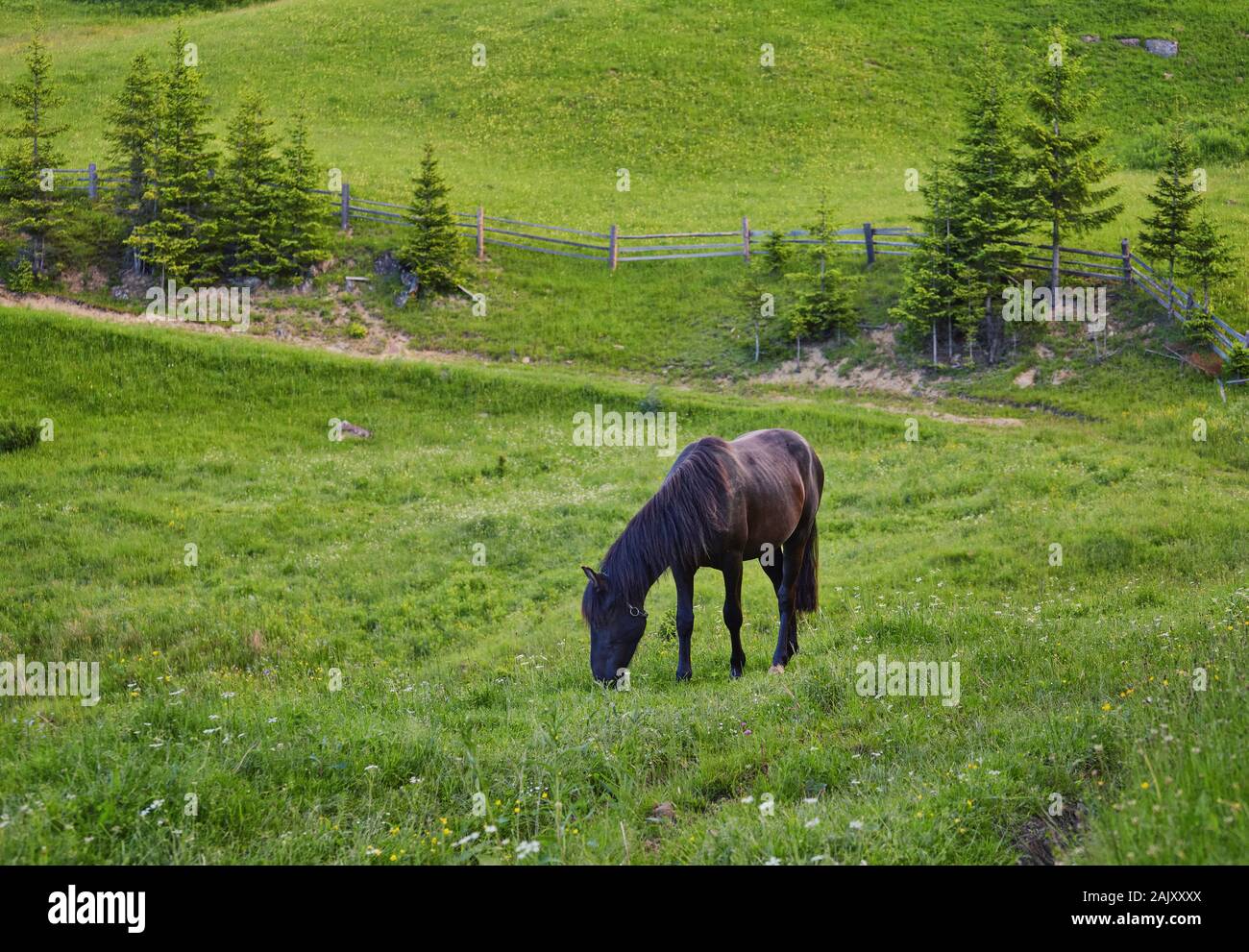 Beautiful horse on a summer mountain pasture Stock Photo - Alamy