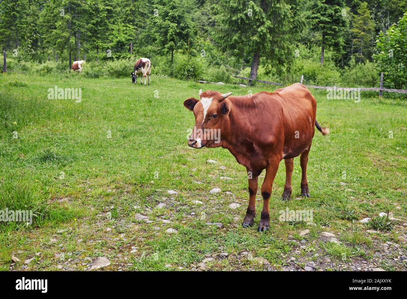 Green meadow in mountains and cows, summer landscape Stock Photo - Alamy