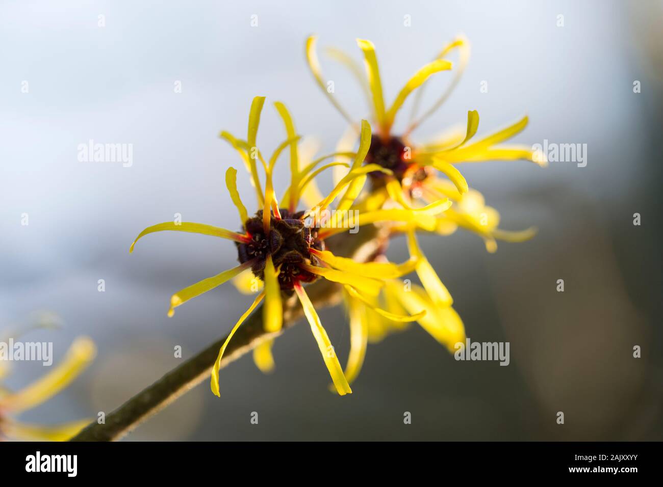 Witch hazel flowers, Hamamelis mollis, in January in a garden in Lancashire, north west England UK GB Stock Photo