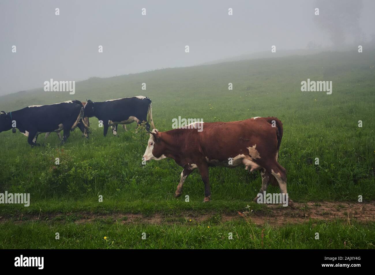 Green meadow in mountains and cows, summer landscape Stock Photo - Alamy