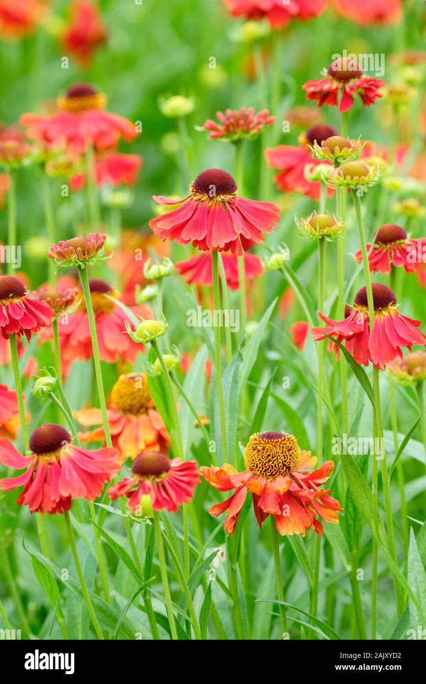 Bright, copper-red, daisy-like flowers of Helenium 'Moerheim Beauty' / sneezeweed 'Moerheim Beauty' Stock Photo