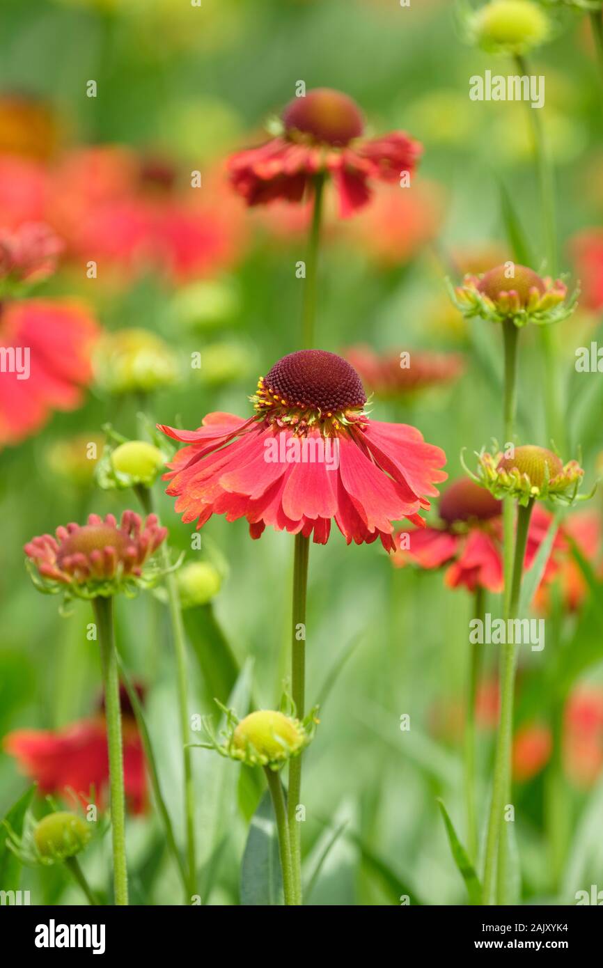 Bright, copper-red, daisy-like flowers of Helenium 'Moerheim Beauty' / sneezeweed 'Moerheim Beauty' Stock Photo