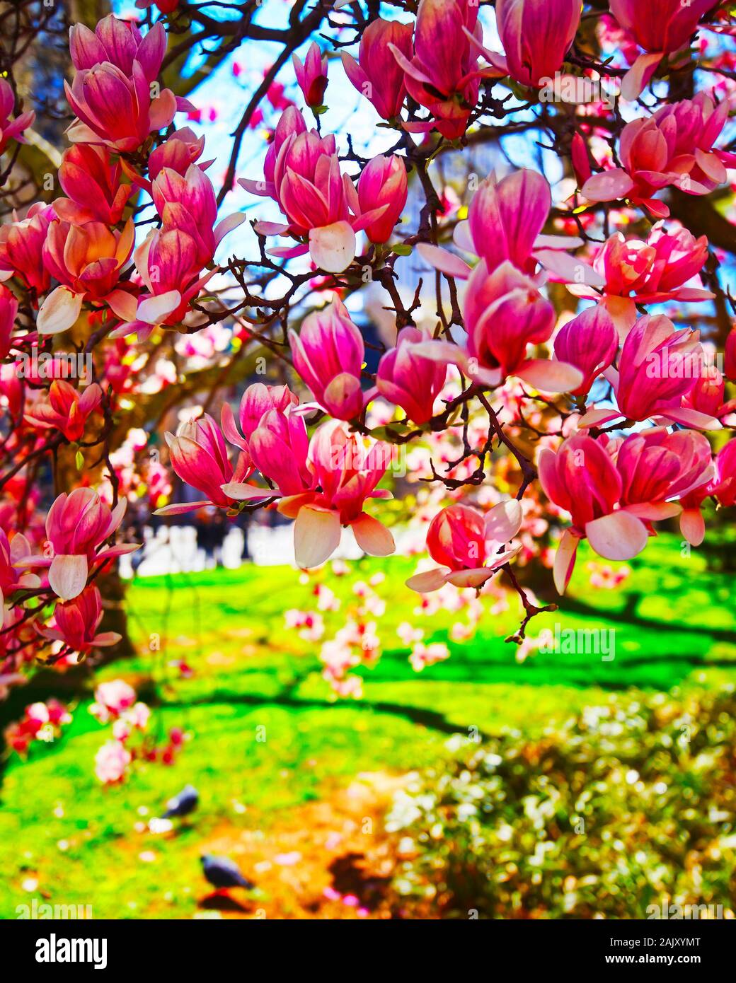 Magnolia tree in central park hi-res stock photography and images - Alamy
