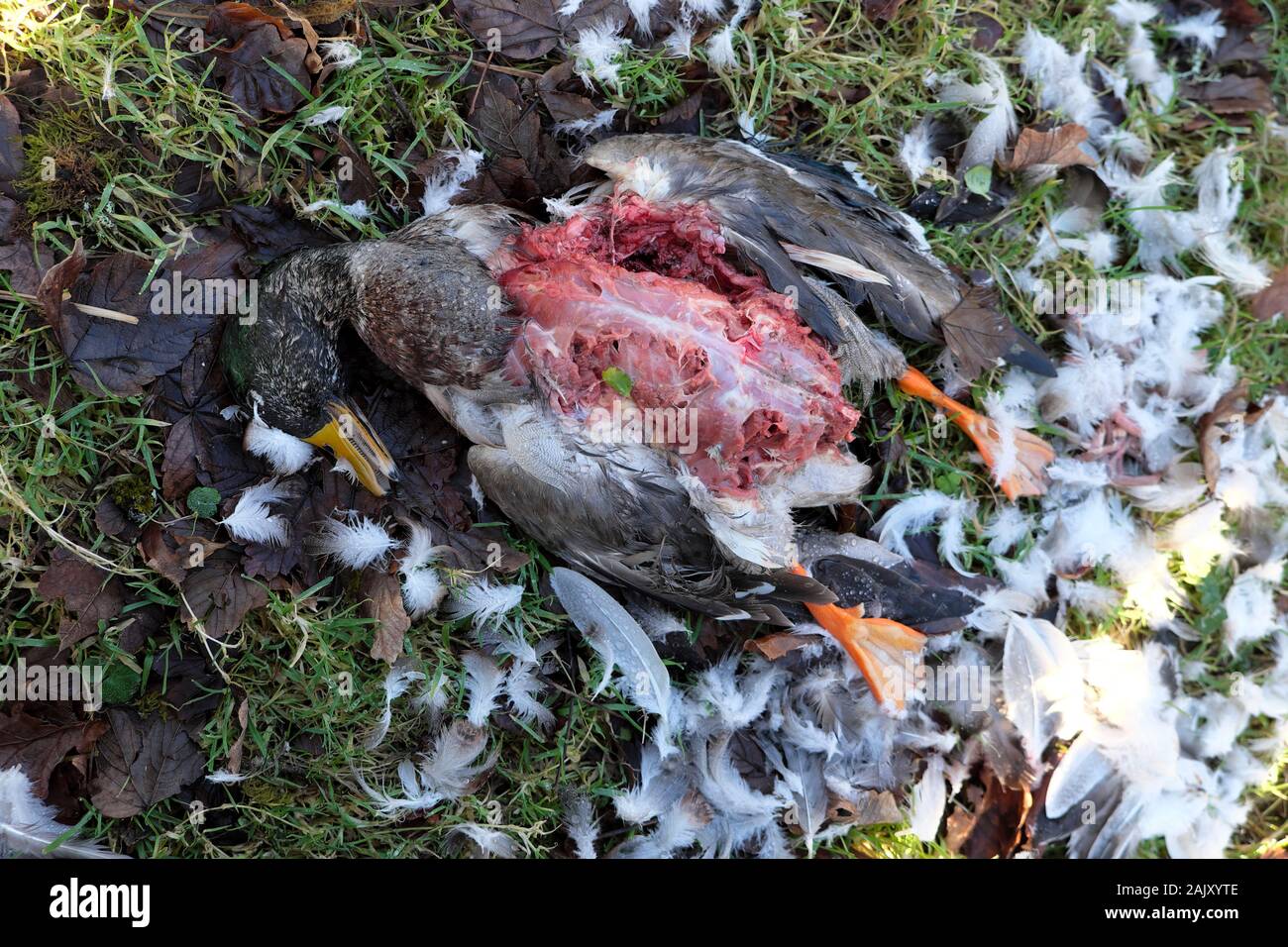 Duck lying dead in a ditch most likely ravaged by a Goshawk on a rural smallholding in Carmarthenshire West Wales, Great Britain UK   KATHY DEWITT Stock Photo