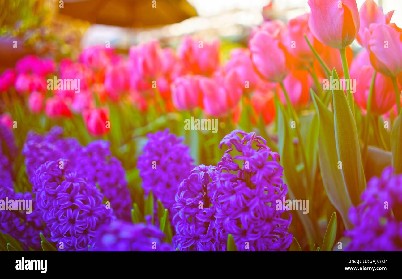 Tulips and hyacinths on nature background NY reflex Stock Photo - Alamy