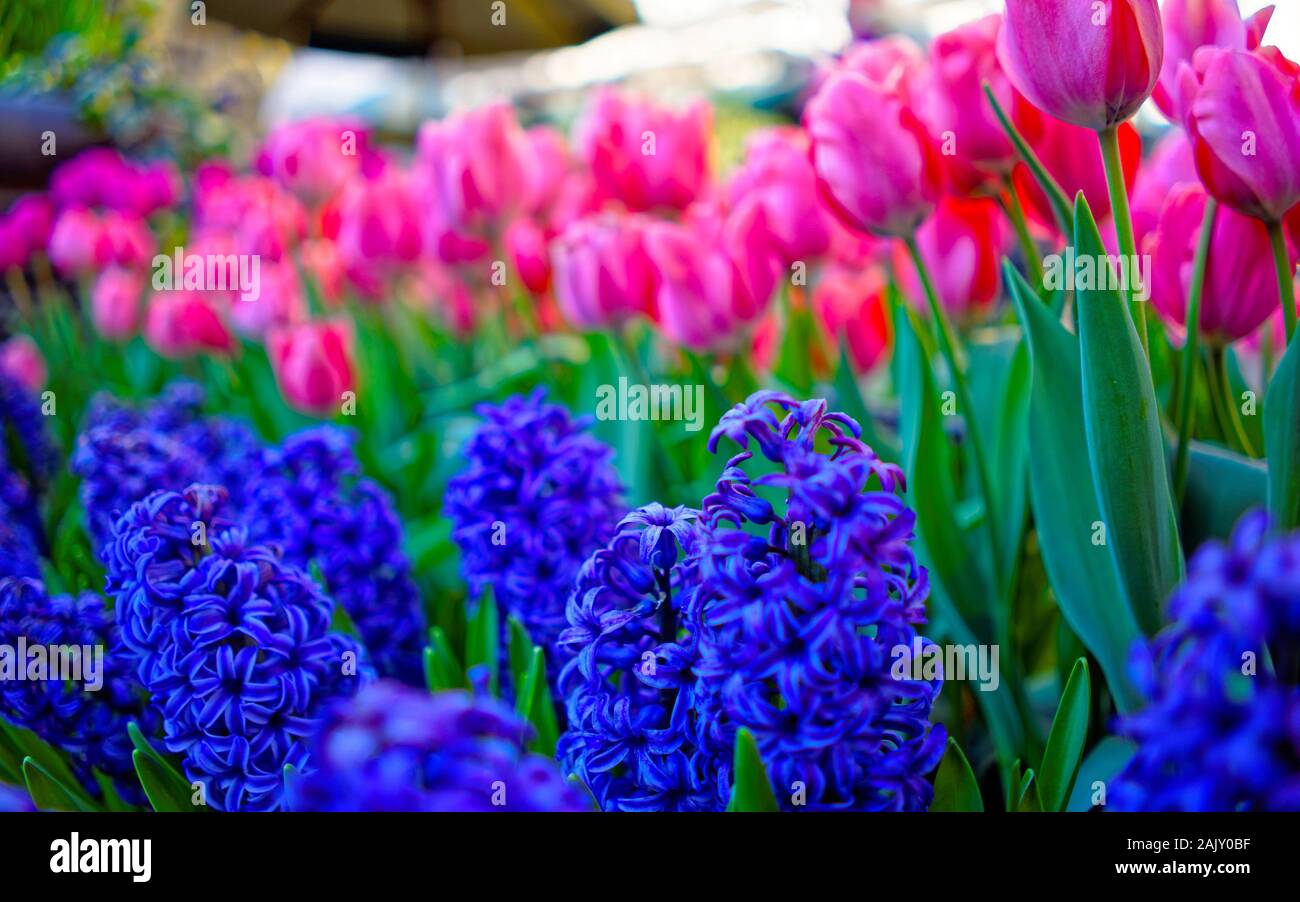 Tulips and hyacinths on nature background reflex Stock Photo - Alamy