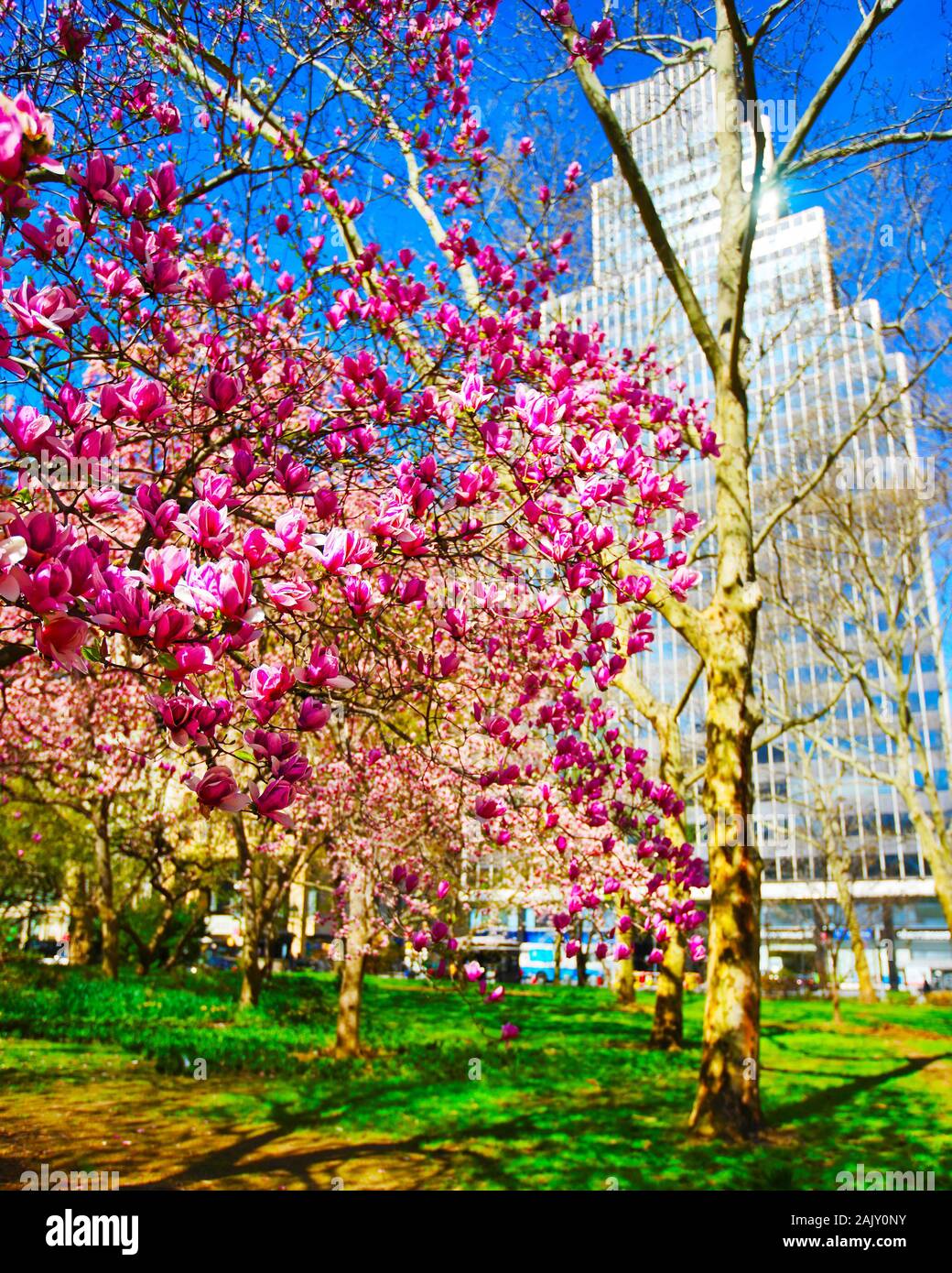 Magnolia tree in central park hi-res stock photography and images - Alamy