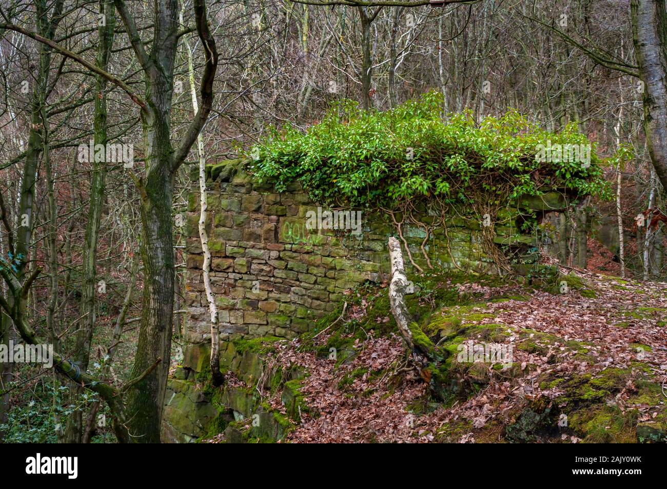 Isolated section of an old drystone wall with a top hat of shrubbery high on a slope with silver birch trees growing alongside and dead leaves Stock Photo