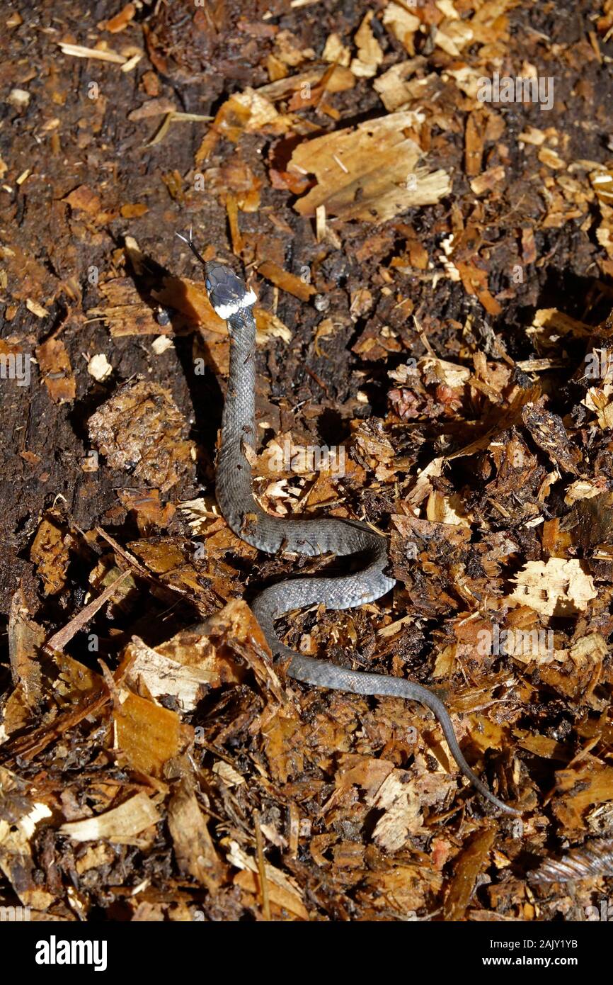 Grass Snake young about 6 inches long.    on muck heap Stock Photo