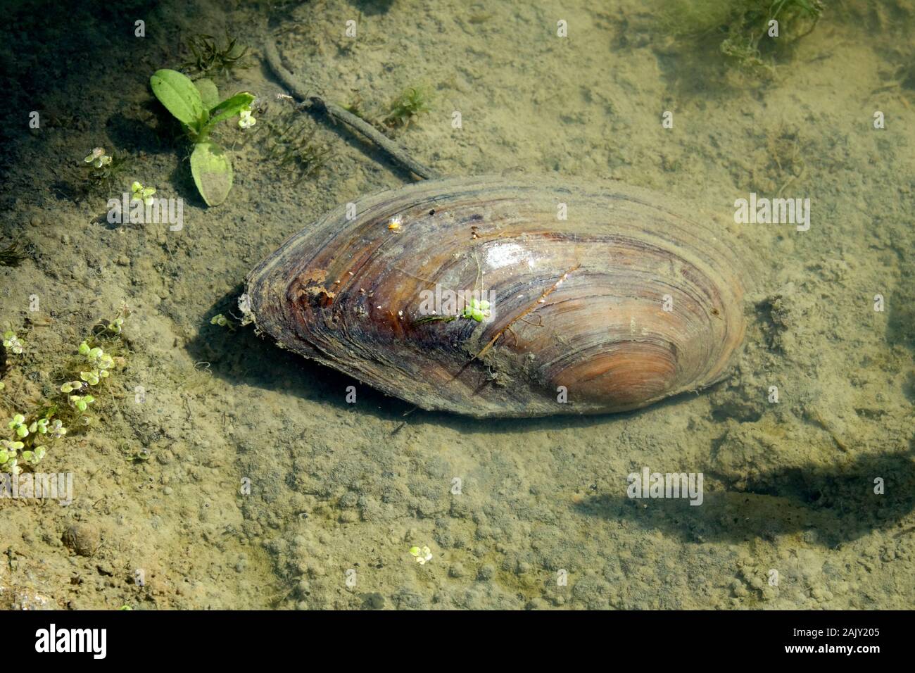 Swan Mussel in fresh water pond Stock Photo