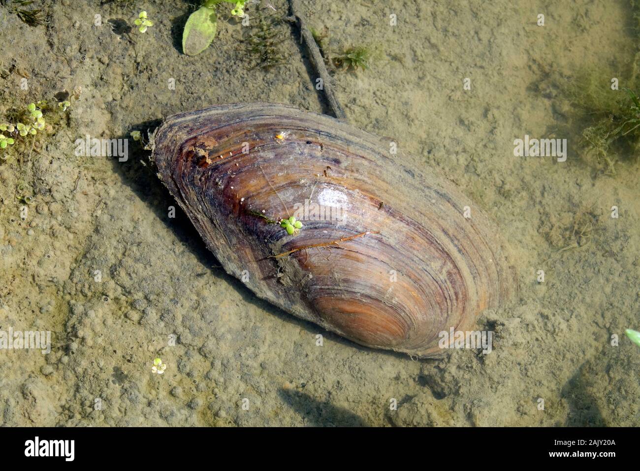 Swan Mussel in fresh water pond Stock Photo