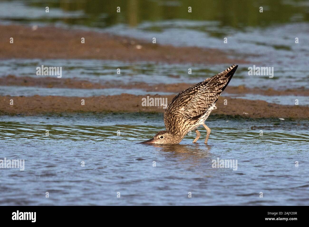 Curlew drinking fresh water at Deepdale Marsh Norfolk. Stock Photo