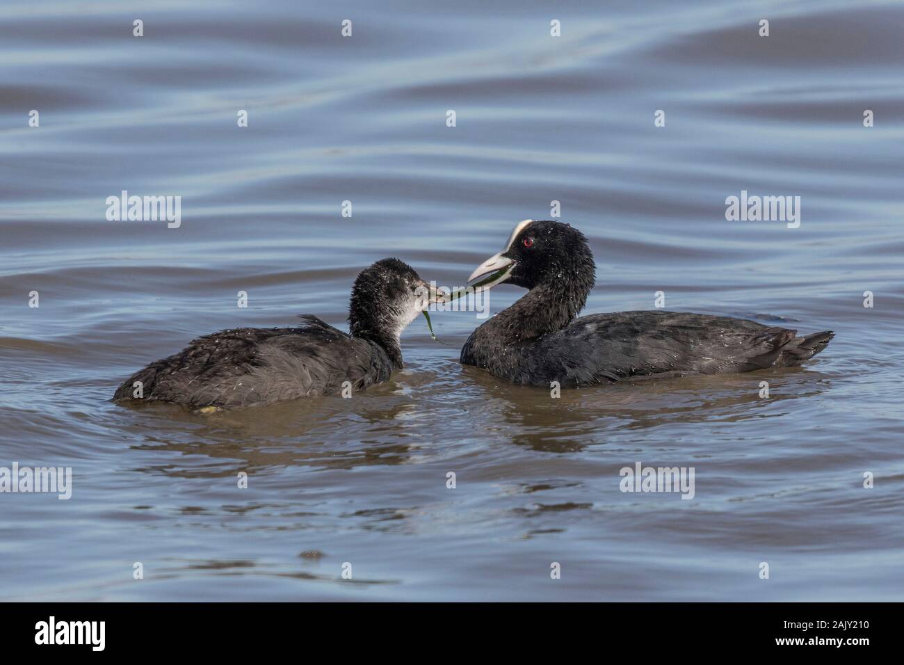 Adult Coot feeding young Stock Photo