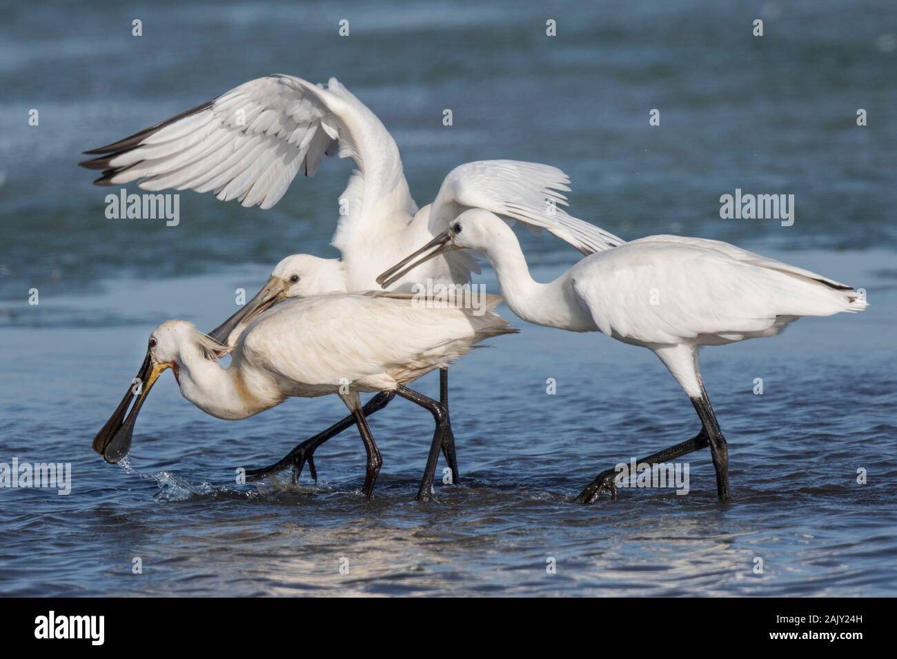 Juvenile Spoonbill begging food from Adult Stock Photo