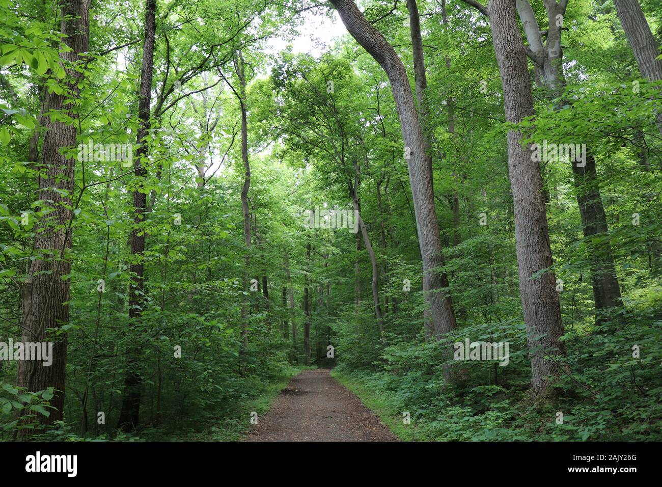 Hiking Trails in Virginia Stock Photo Alamy