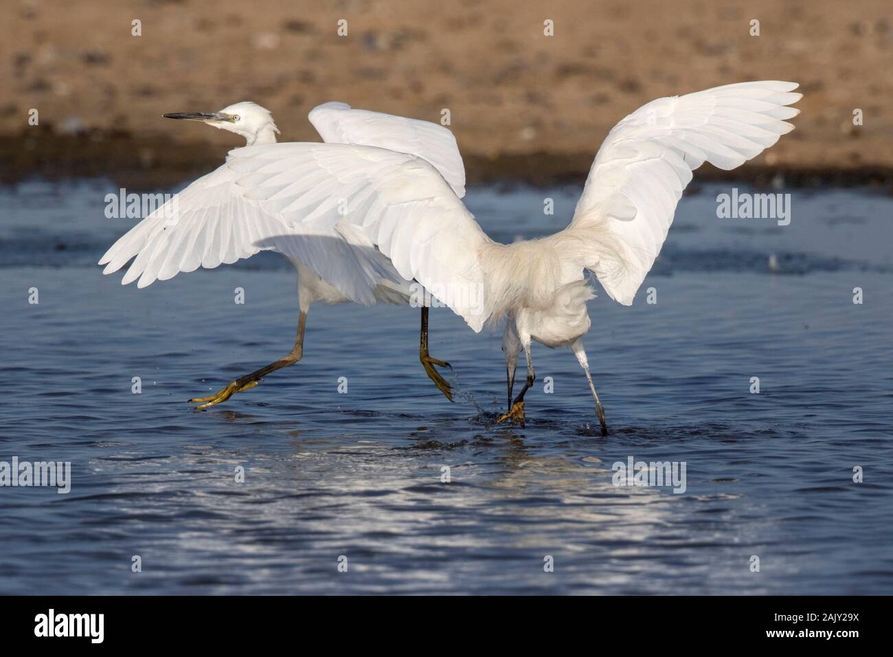 Little Egrets, adult chasing juvenile - Norfolk. Stock Photo