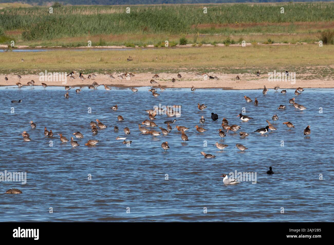 Mixed waders mainly Black tailed Godwits some in breeding plumage. Oystercatchers, coot and Black headed Gull Stock Photo