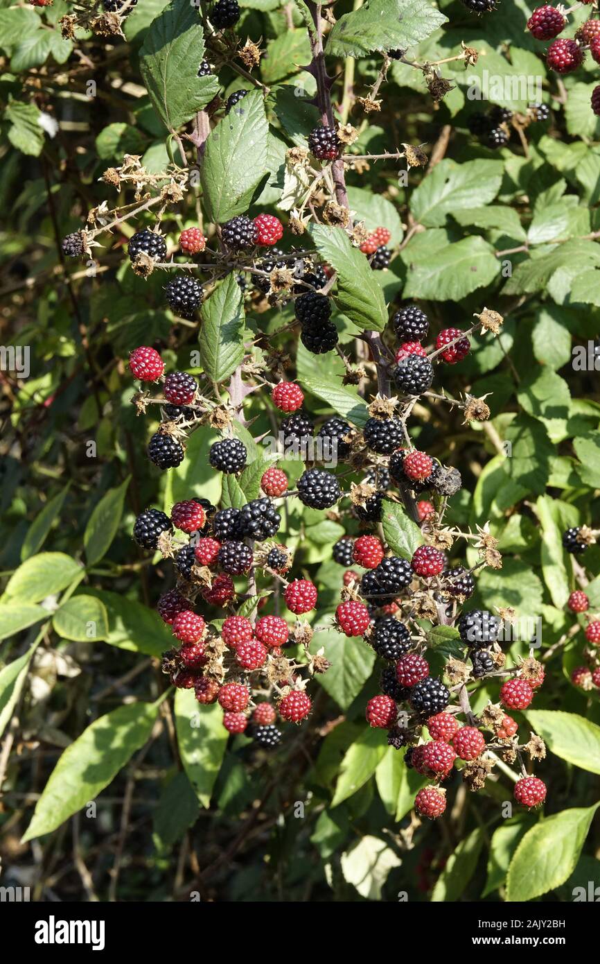 Bramble or Blackberry fruits, black are ready to eat, red are not yet ripe. Stock Photo