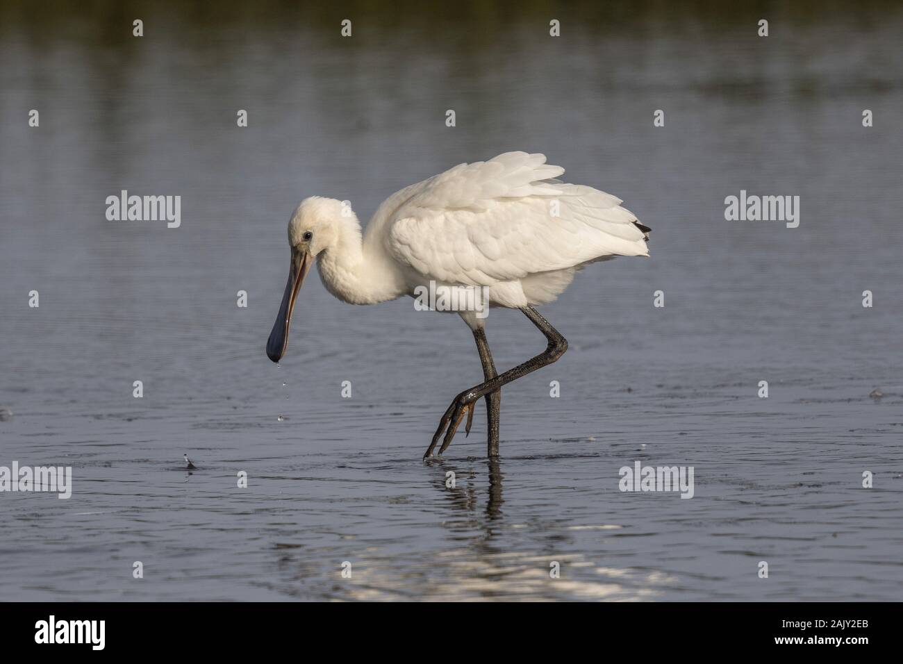 Spoonbill juvenile paddling in fresh water Stock Photo