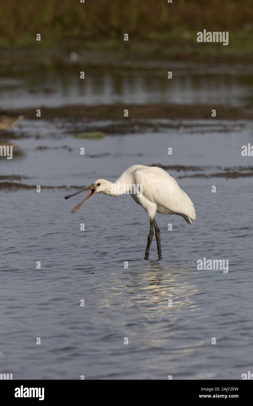 Spoonbill juvenile calling while standing in fresh water Stock Photo