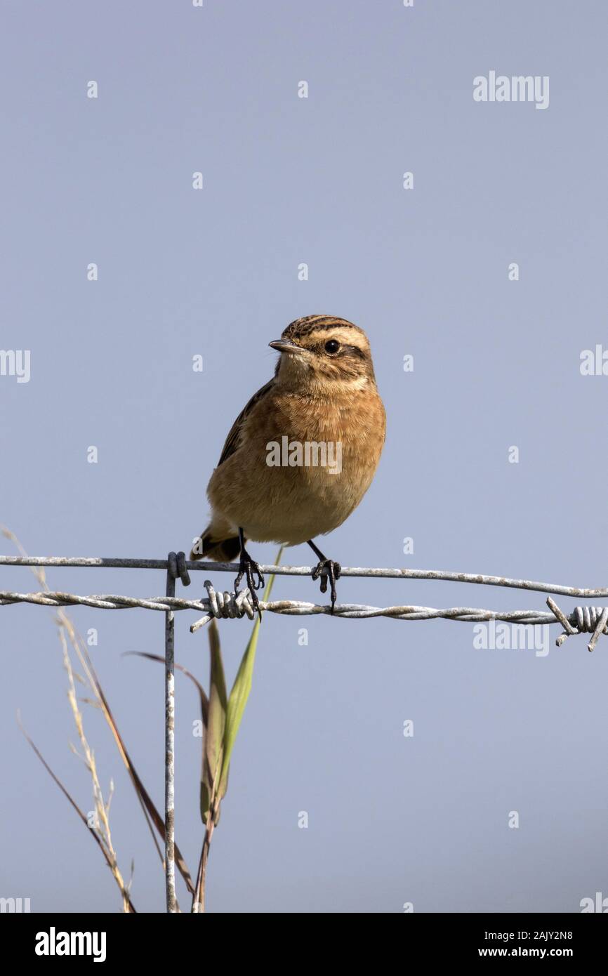 Whinchat, female. North Norfolk September Stock Photo