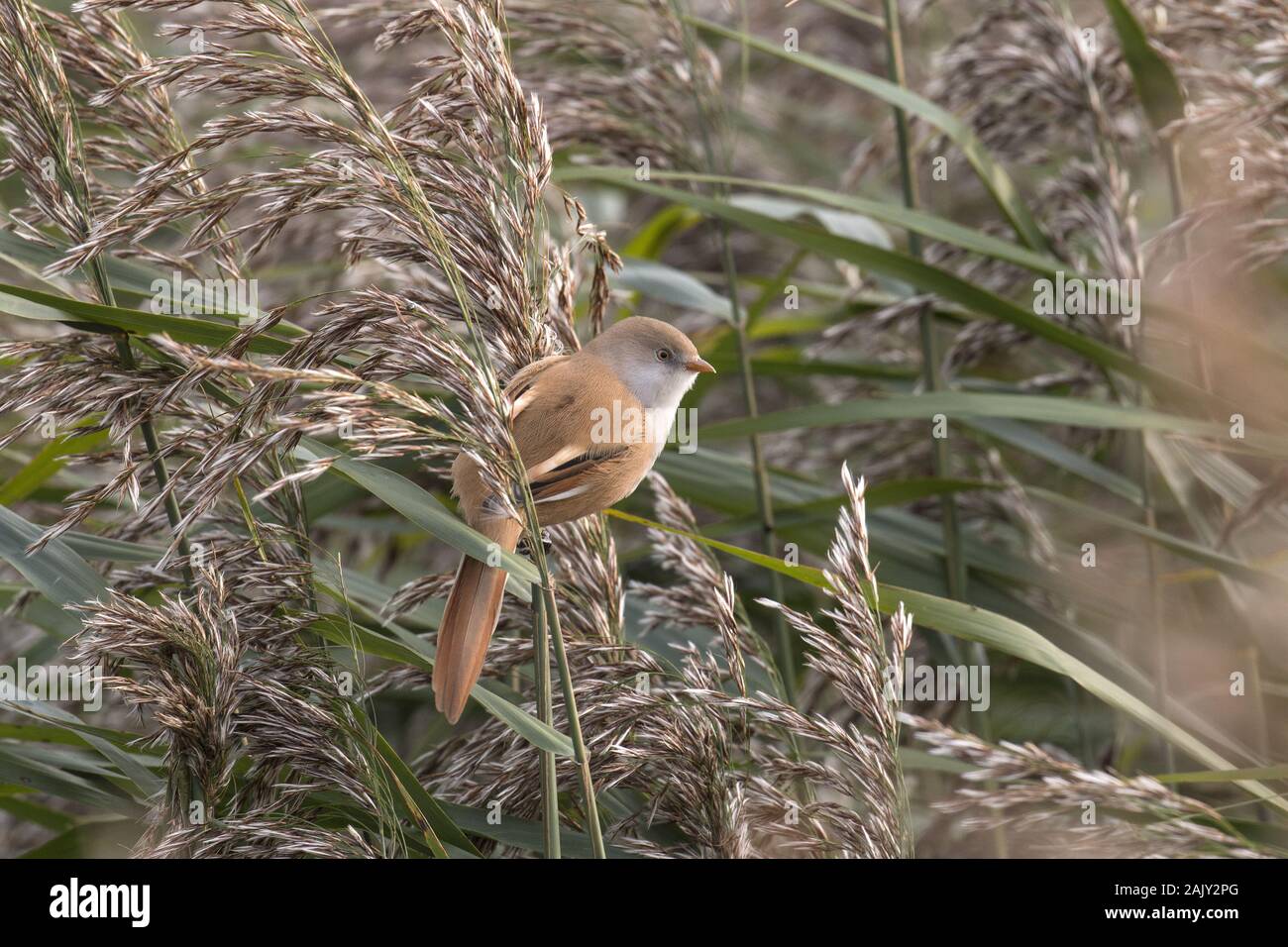 Bearded Tit female on reed seed heads Stock Photo