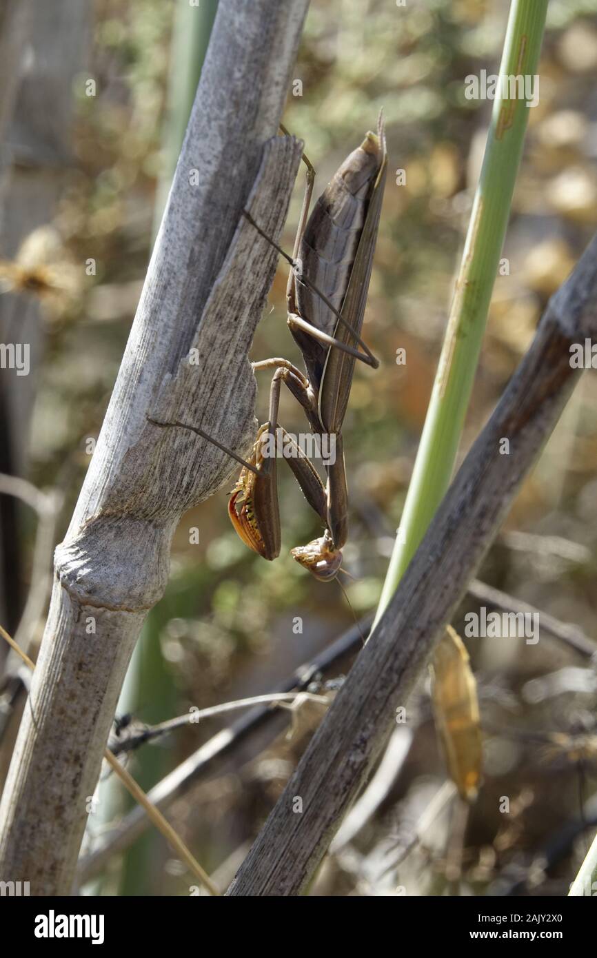 European Praying Mantis - Portugal Stock Photo