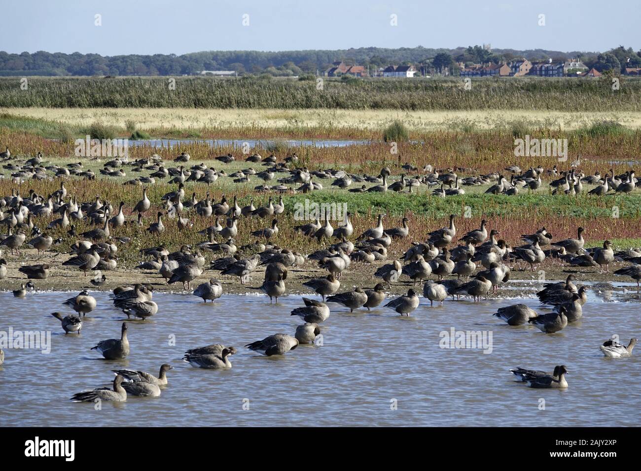 Pink footed Geese, newly arrived at Deepdale Marsh wash in fresh water. Norfolk Stock Photo