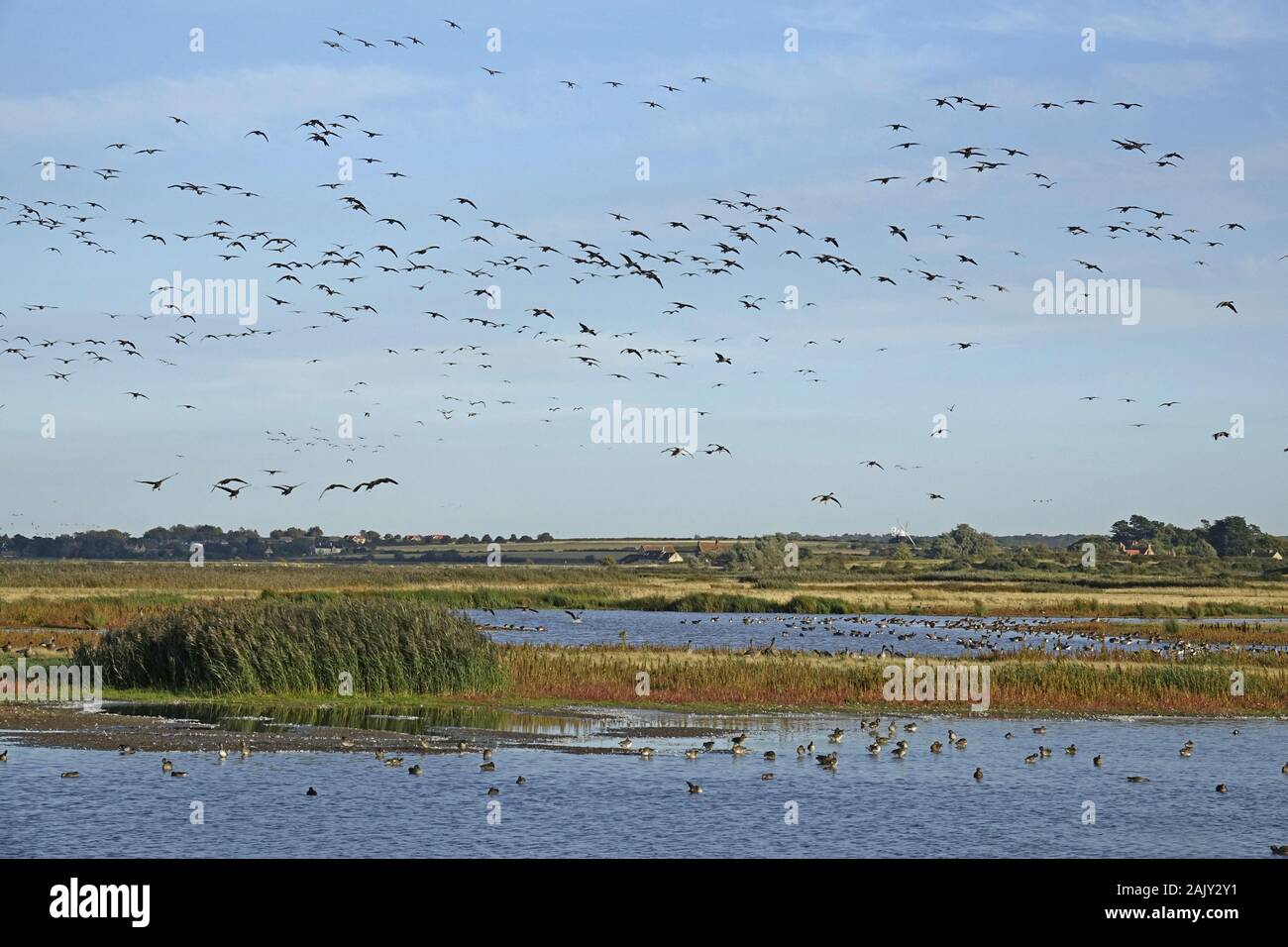 Pink footed Geese at Deepdale Marsh Norfolk. Burnham Overy Windmill. Stock Photo
