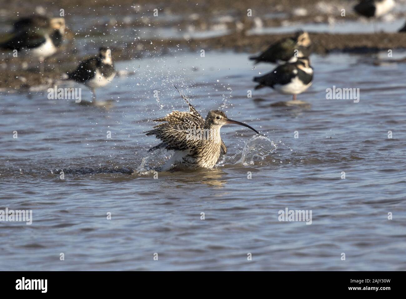 Curlew washing in fresh water, Deepdale Marsh Norfolk. With Lapwings behind. Stock Photo