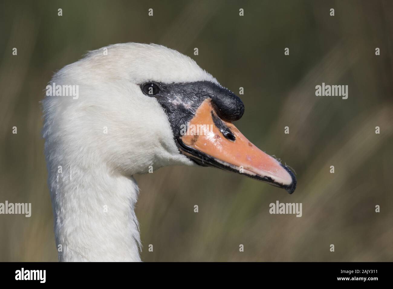 Mute Swan, adult male showing black knob on bill Stock Photo