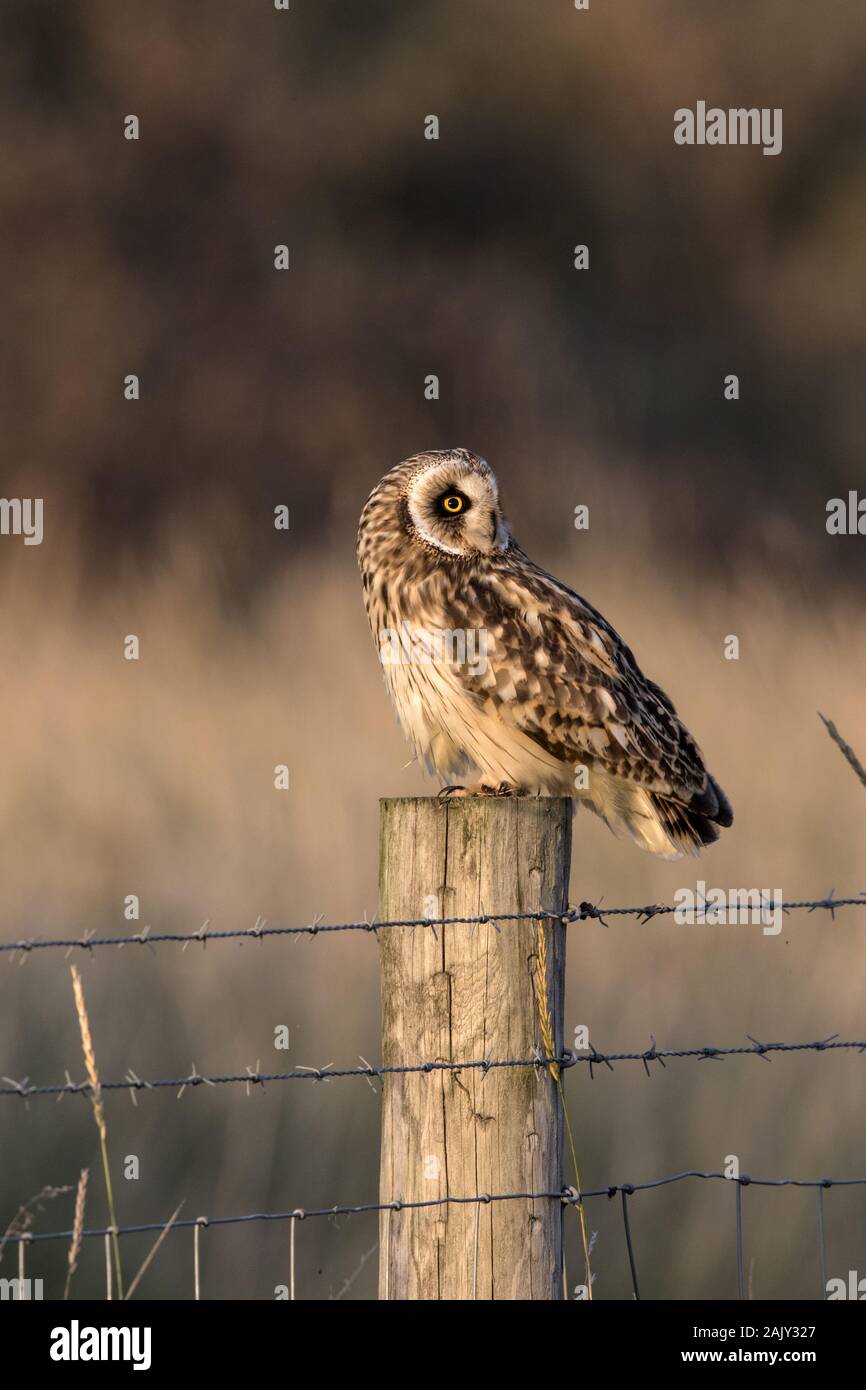 Short eared Owl on fence post, autumn, Norfolk. Stock Photo