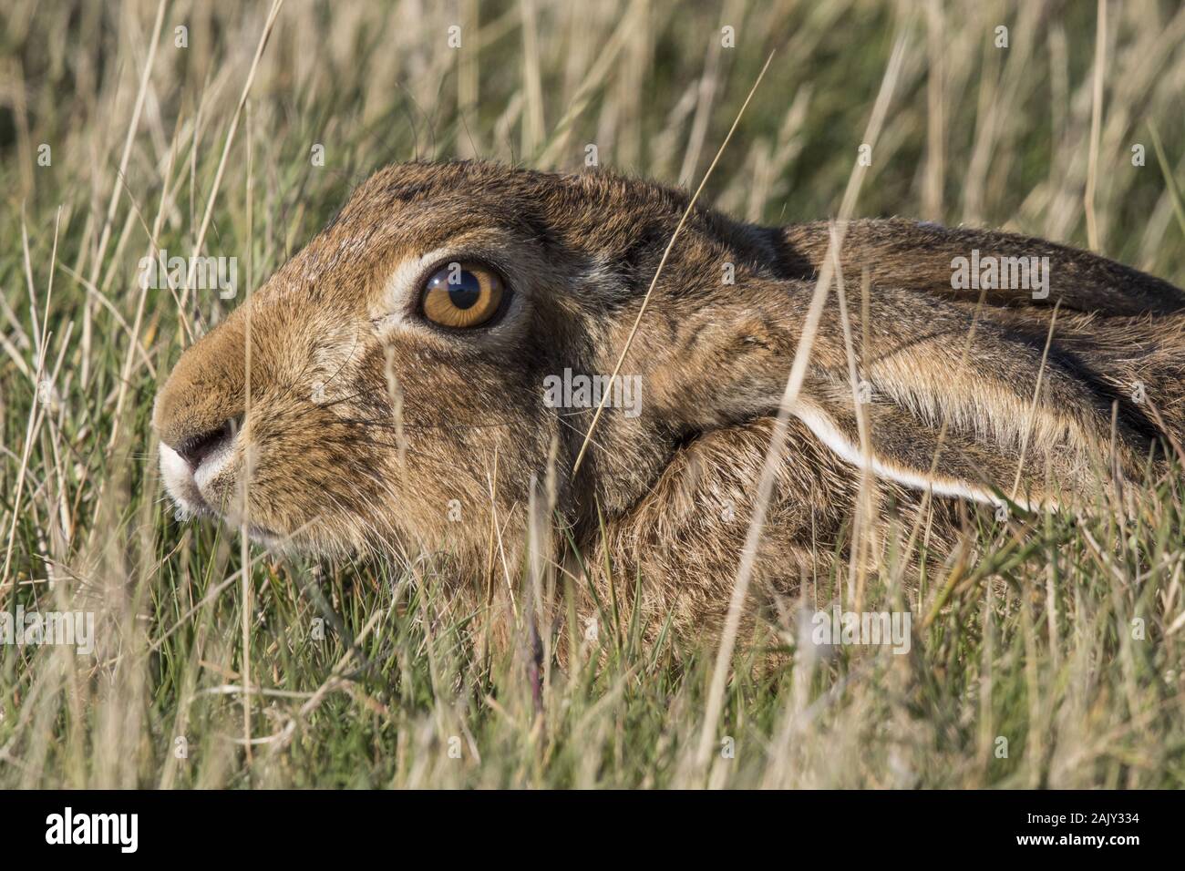 Brown Hare resting in grass Stock Photo