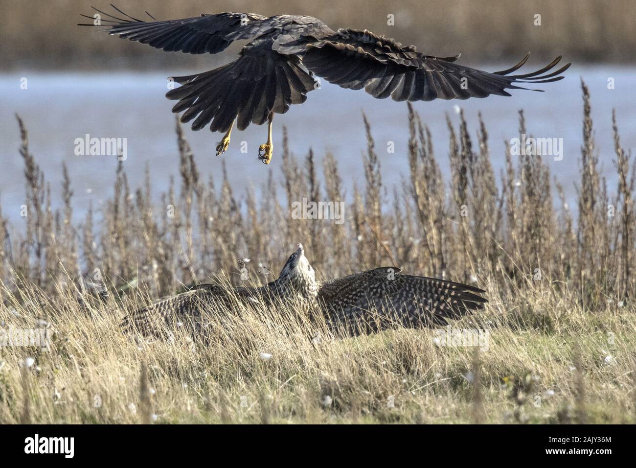 Marsh Harrier with young female Peregrine which has just caught a teal. Stock Photo