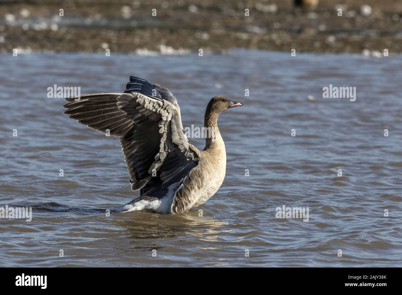 Pink footed Goose, at Deepdale Marsh washing in fresh water. Norfolk Stock Photo