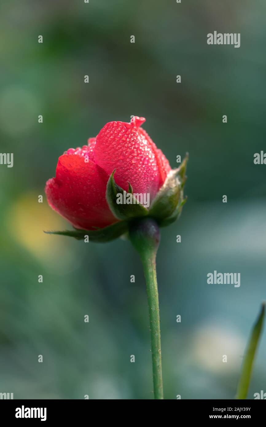 A single isolated red rose bud about to bloom with dew drops in blurred garden backdrop Stock Photo