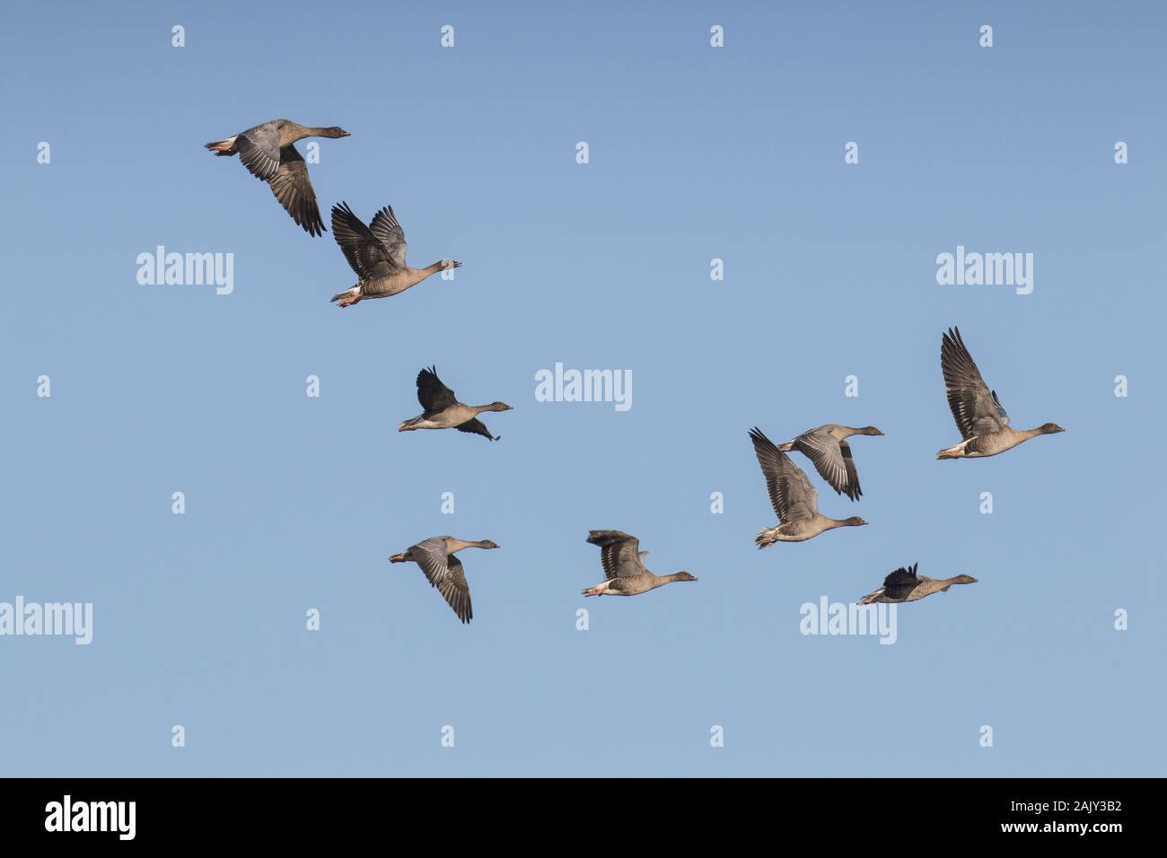 Pink footed Geese flying, Norfolk. Stock Photo