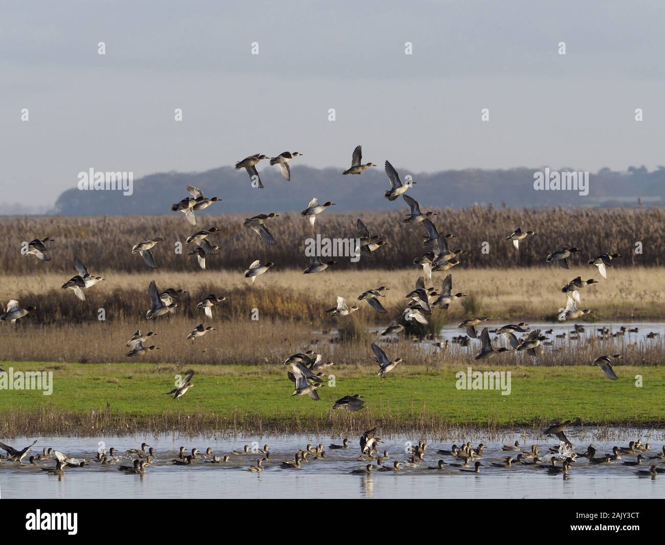 Wildfowl, mainly Teal on Deepdale Marsh Norfolk. Stock Photo