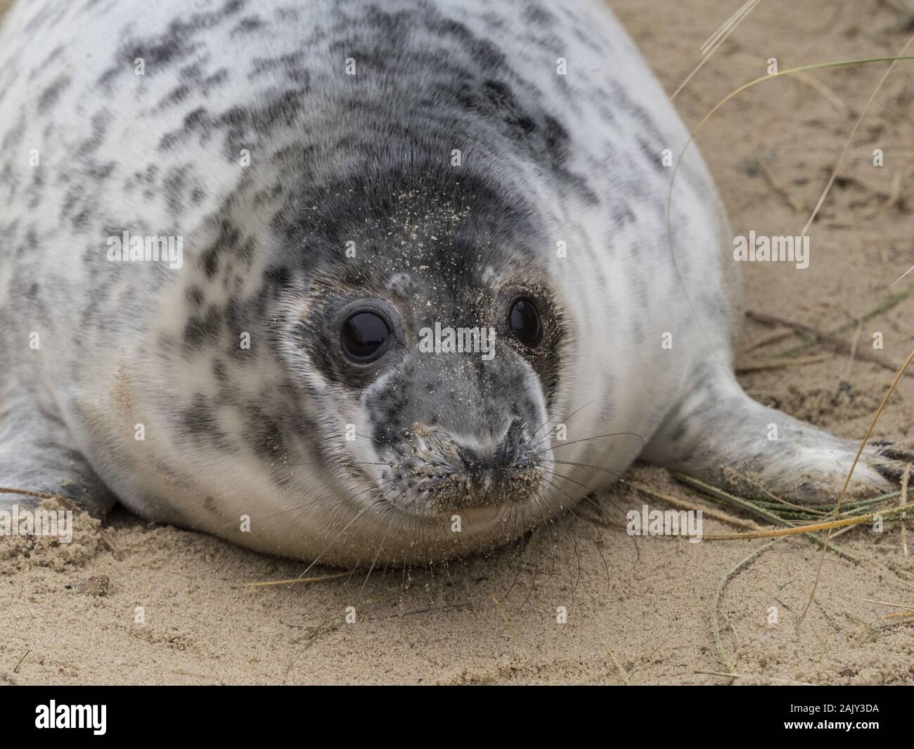 Grey Seal pup at Horsey beach Norfolk Stock Photo