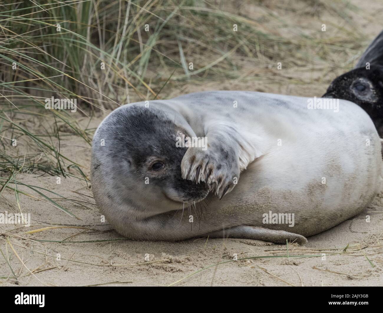 Grey Seal pup at Horsey beach Norfolk Stock Photo