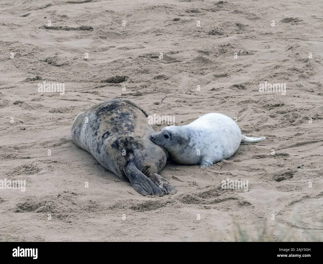 Grey Seal pup with female at Horsey beach Norfolk Stock Photo