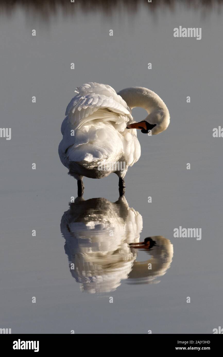 Mute Swan adult preening Stock Photo