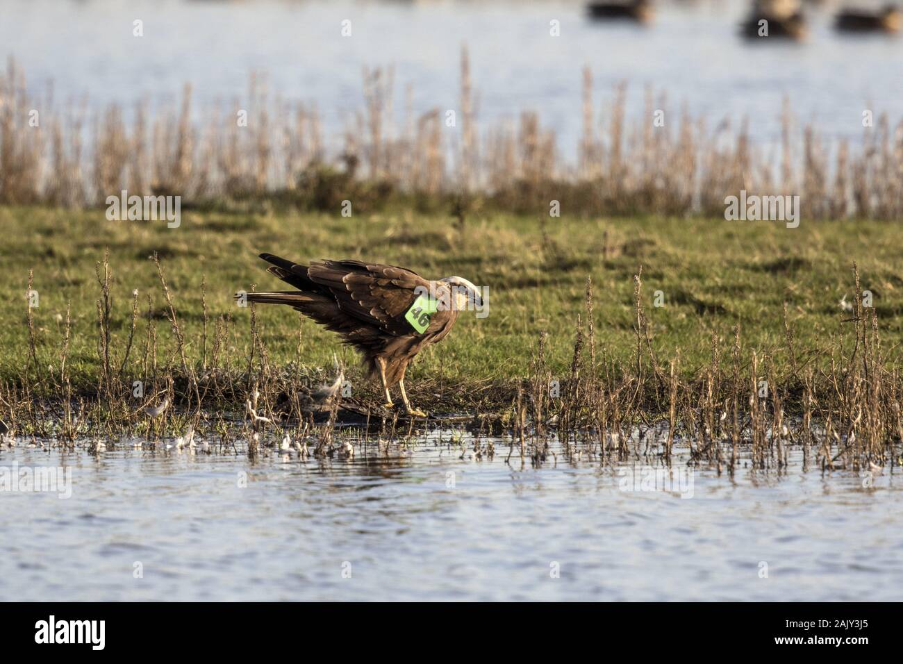 Marsh Harrier - tagged as a nestling female [sex determined by tarsus measurements] on 20th June 2018 at Holkham Norfolk Stock Photo