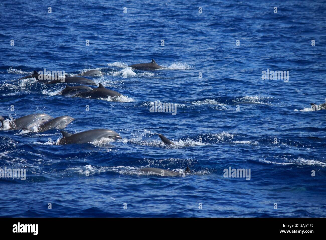Pink bellied dolphins leaping in the Caribbean Sea Stock Photo