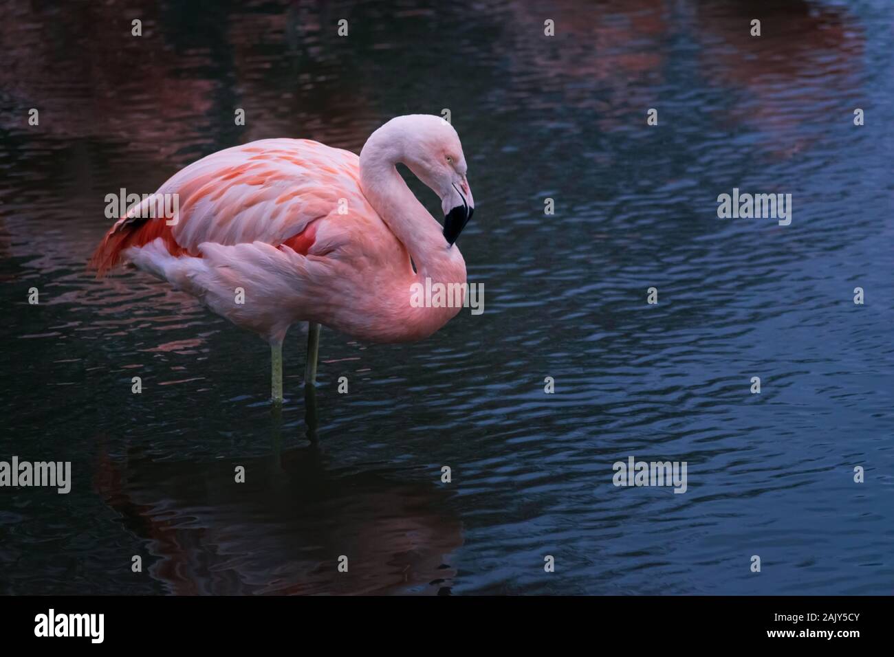 A Chilean Flamingo stood in profile in a rippling lake Stock Photo