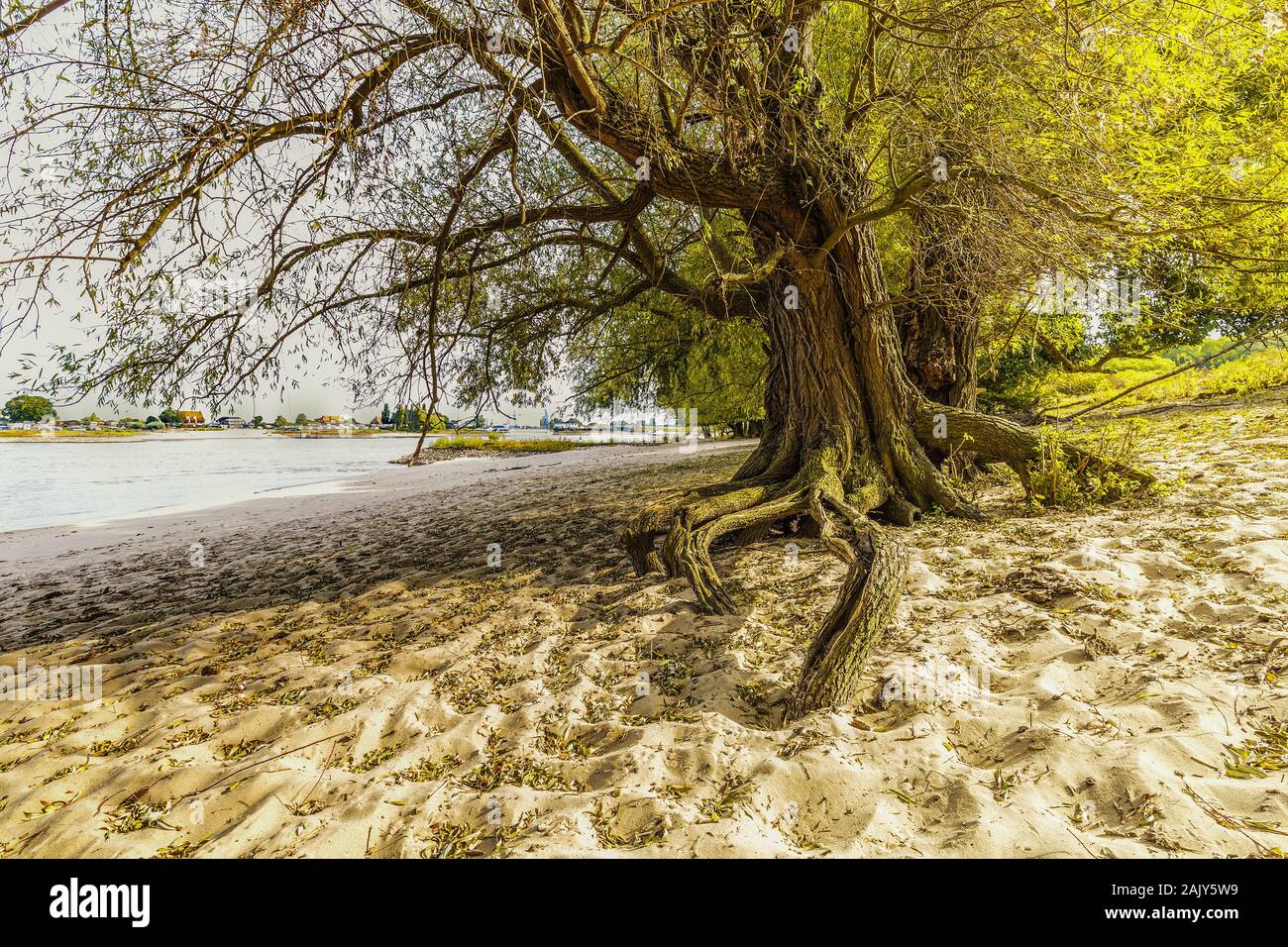 Full-grown willow tree on the Dutch riverbank of the river Waal with exposed roots because high tide and fast-flowing river washed away the subsurface Stock Photo